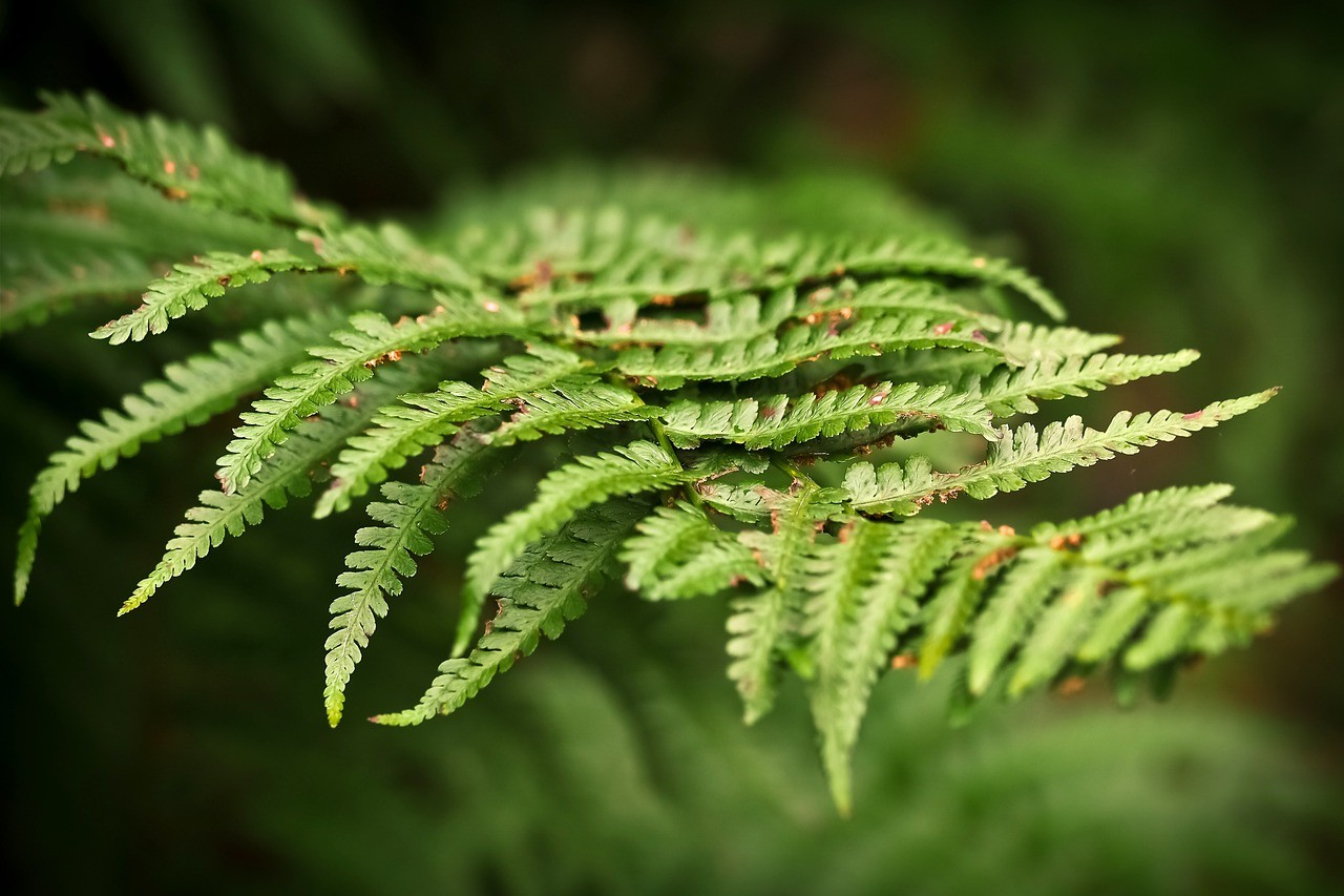 fern-1750798_1280