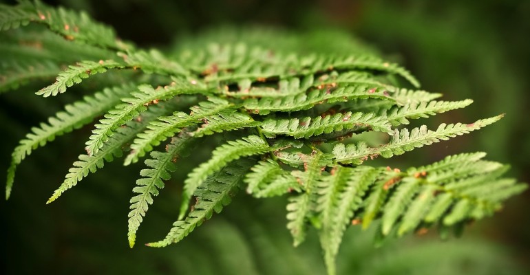 fern-1750798_1280